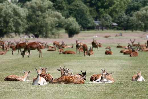 London, Richmond Park