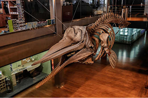 Santander, Museo Maritimo