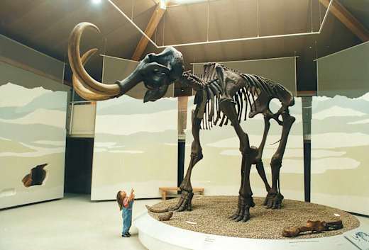 Siegsdorf, Naturkunde- und Mammut-Museum