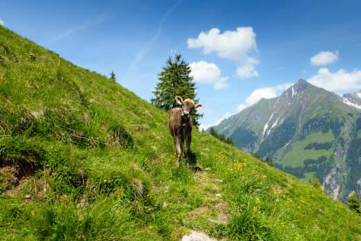 Hochgebirgs-Naturpark Zillertaler Alpen