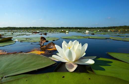 Naarden, Naardermeer
