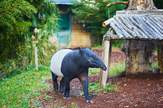 Paris, Parc Zoologique de Paris