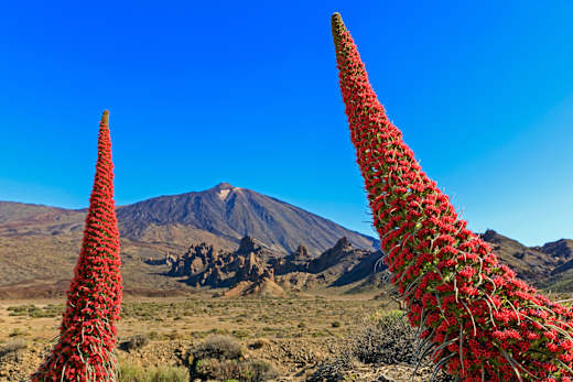 Teneriffa, Nationalpark Las Cañadas