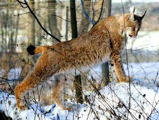 Umweltzentrum Wildgehege-Luchs