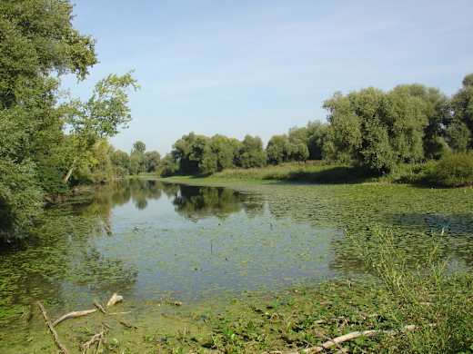 Naturschutzgebiet Donaualtwasser Staatshaufen 1