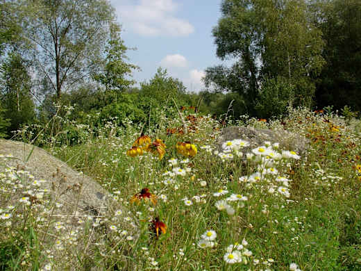Naturdenkmal Gundelau 1