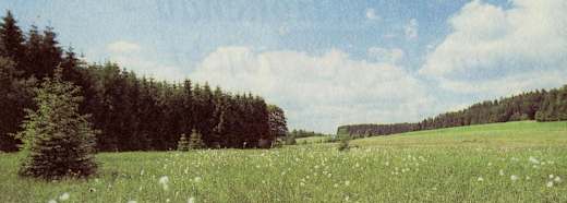 Hohenau_Moorwald bei Kirchl_1