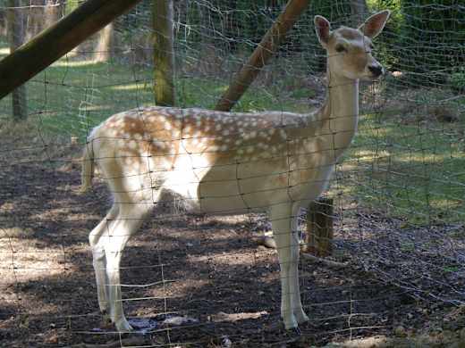 Wildgehege am Freizeitpark