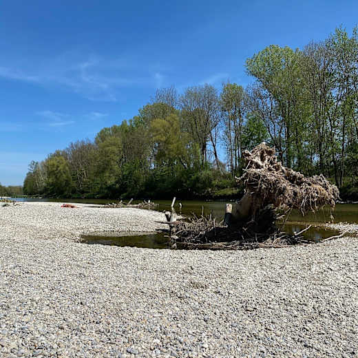 Isarauen
