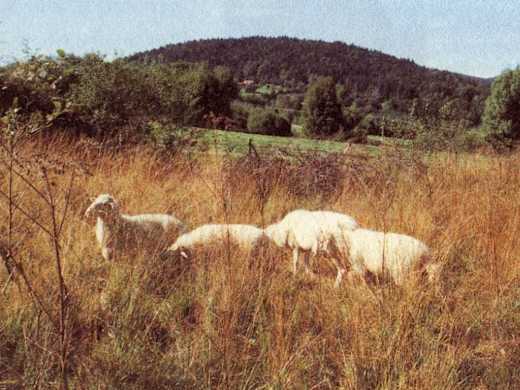 Hohenau_Moorwald bei Kirchl_3