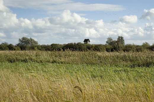 Ely, Wicken Fen