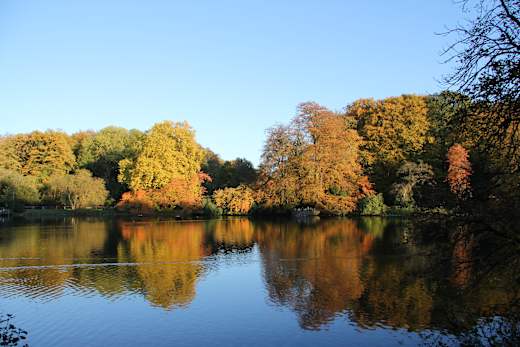 Herbst im Rombergpark - panoramio (12)