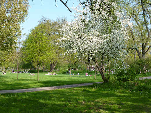 Würfelwiese