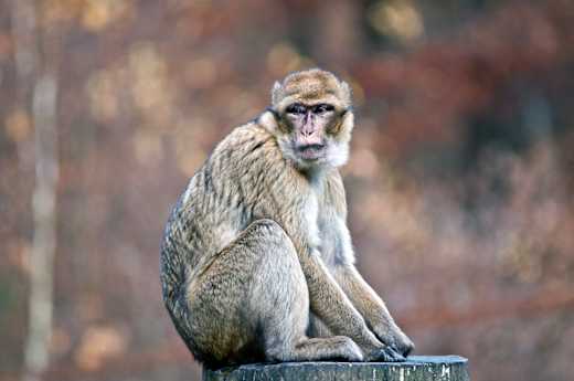 Berberaffe, Barbary Macaque (Macaca sylvanus) - Tierpark Gera 05