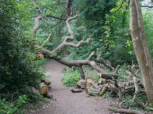Trees in Jack Wood, Shooter's Hill