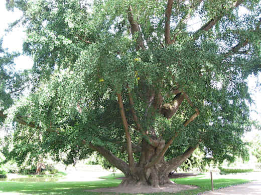 Ginkgo biloba 01 by Line1