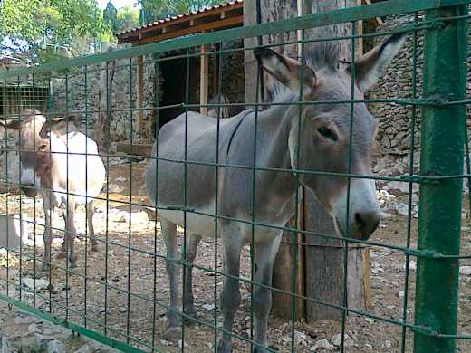 Donkeys in Split ZOO