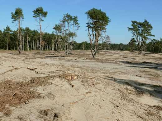 Holmer-sandberge-1010040-ko