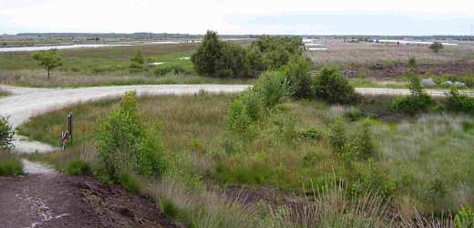 Bargerveen