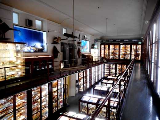 Museo Zoologia Doderlein