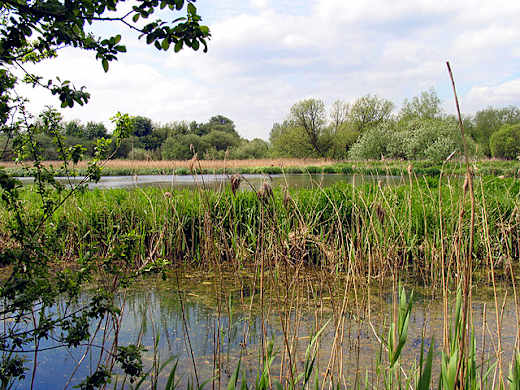 Thatcham Reedbeds Nature Reserve - geograph.org.uk - 9490