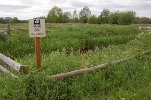 Magor Marsh Nature Reserve in mid-May - geograph.org.uk - 806480