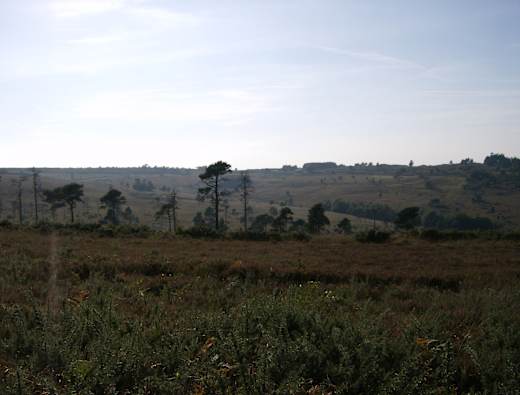 Ashdown Forest View