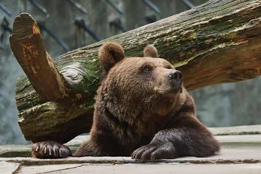 Braunbär im Tierpark Wolgast - Flickr-Bild 4360717078