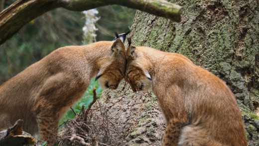 Lynx-2