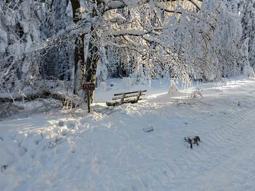 Steingeruettelkopf 2021-01-11