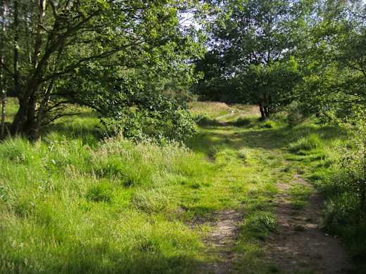Footpath on Wimbledon Common - geograph.org.uk - 879675