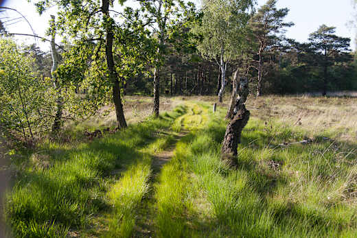 NSG-Schnaakenmoor-IMG 4008