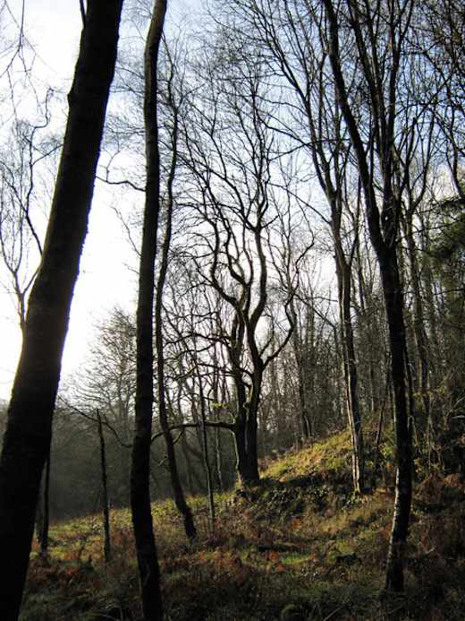 Winter silhouettes - geograph.org.uk - 1614094