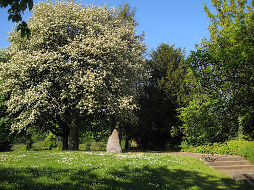 Oestrich-JuedischerFriedhof1-Bubo