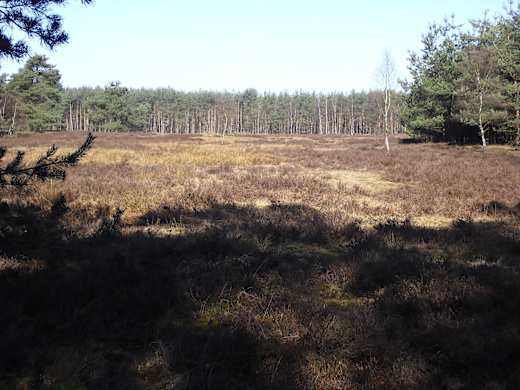 Moosheide - Heideflaeche