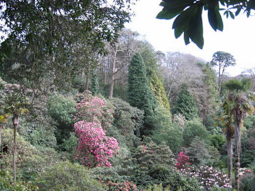 Trebah gardens - geograph.org.uk - 746656