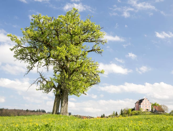 Allensbach, Bodanrück