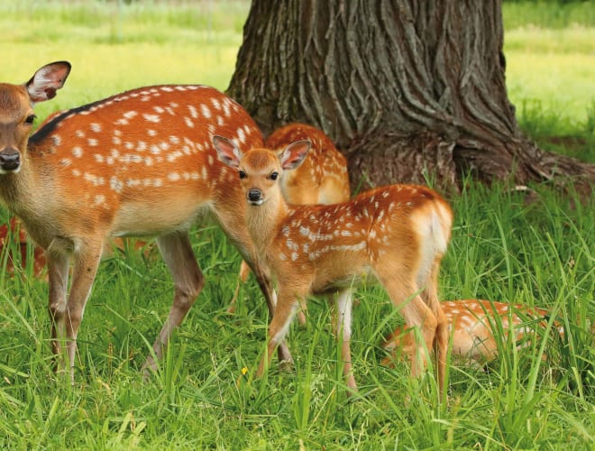 Allensbach, Wild- und Freizeitpark Allensbach