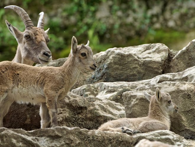 Anif b. Salzburg, Zoo Salzburg