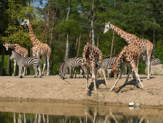 Arnhem, Koninklijke Burgers' Zoo