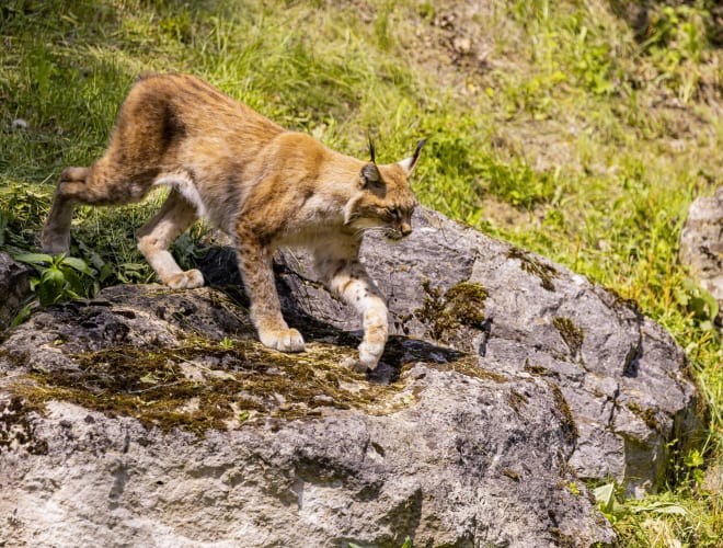 Bad Mergentheim, Wildpark Bad Mergentheim