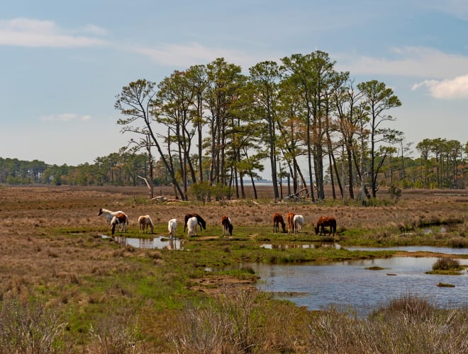 Chincoteague Island, VA, Chincoteague National Wildlife Refuge