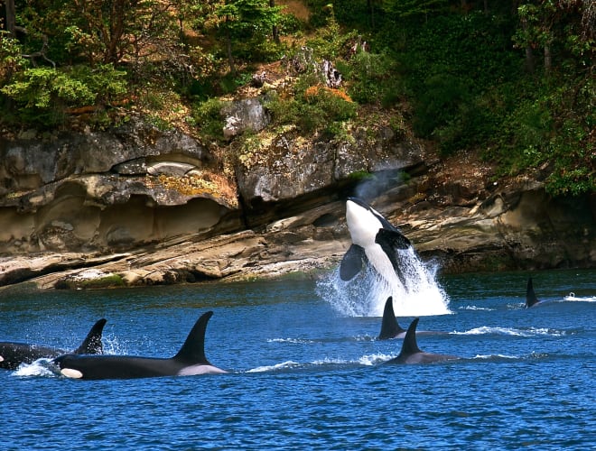Friday Harbor, WA, San Juan Islands
