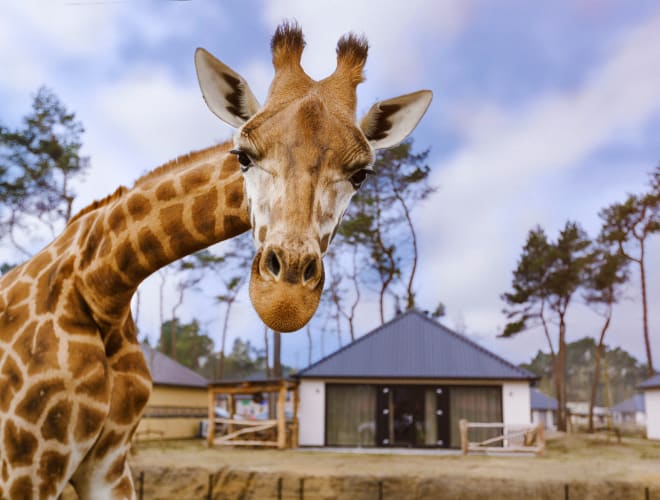 Beekse Bergen: Infos, Preise und mehr | ADAC Maps