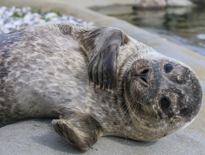Hirtshals, Nordsøen Oceanarium
