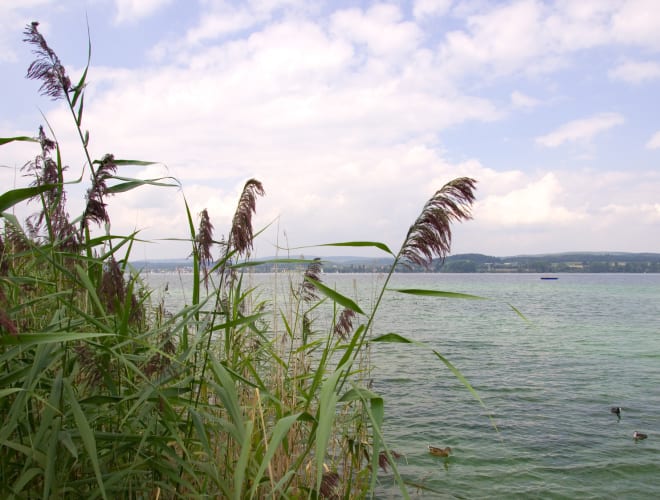 Reichenau, Wollmatinger Ried
