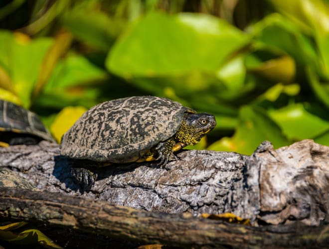 Carnoules, Le Village des Tortues