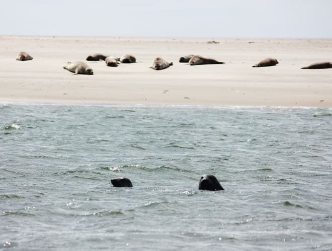 Insel Fanø