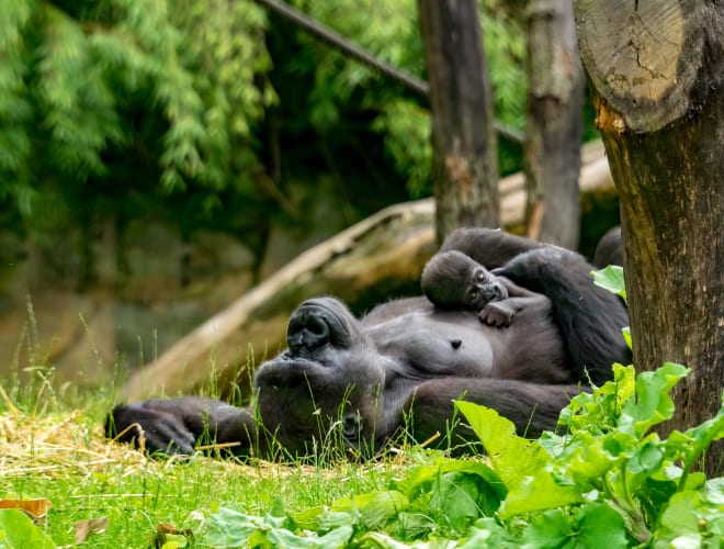 Duisburg, Zoo Duisburg