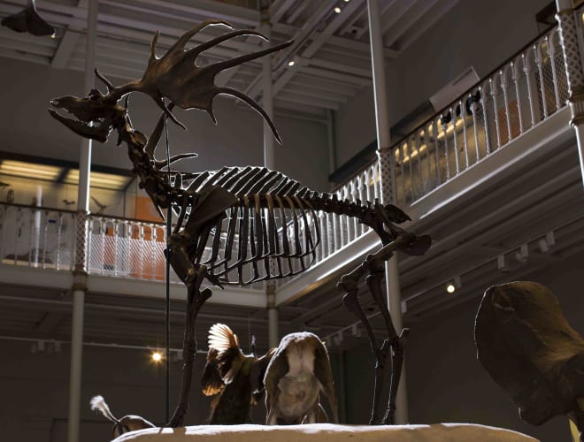 Edinburgh, National Museum of Scotland